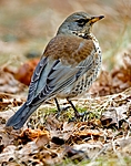BB 05 0050 / Turdus pilaris / Gråtrost
